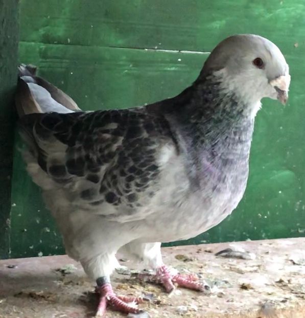 M-2020 - Masculi pentru 2022