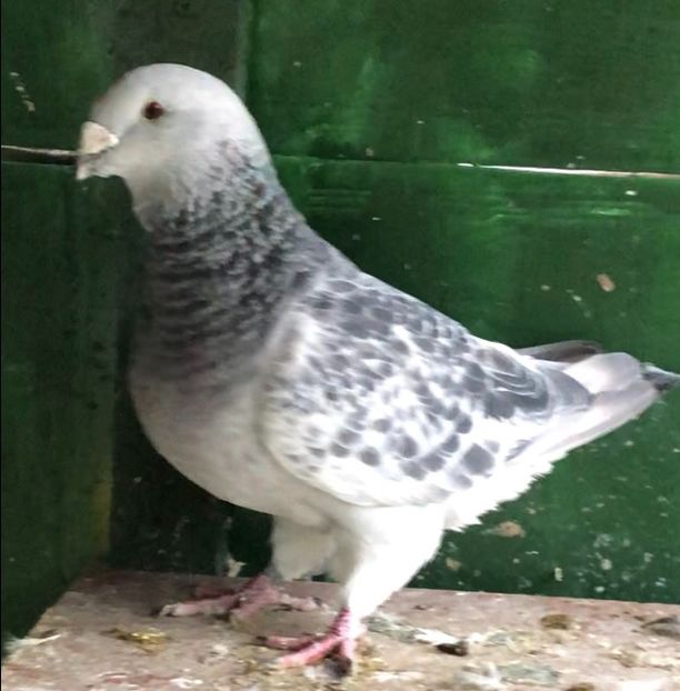 Vandut - Masculi pentru 2022