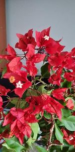 received_269432571318008 - Flame