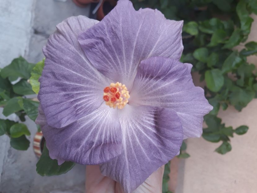  - Hibi Moorea Mangy Blue