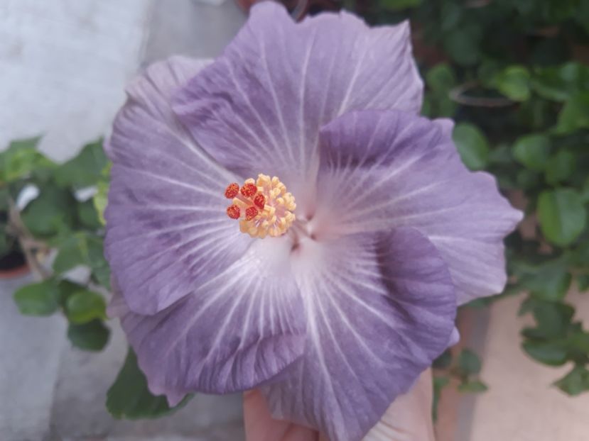  - Hibi Moorea Mangy Blue