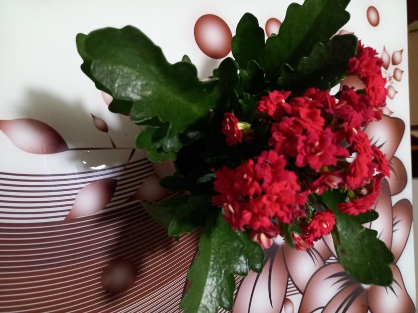  - Flori si copii blanosi