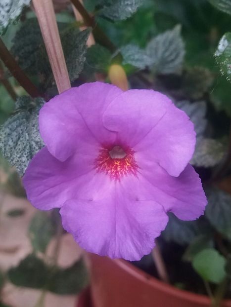 Crowning day - Achimenes varietati - drumul florilor