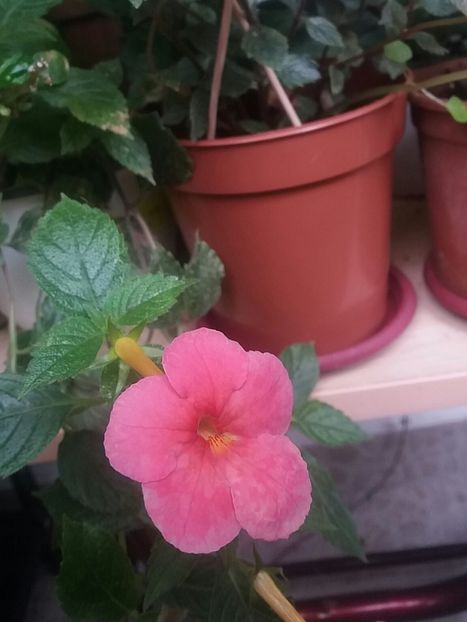 Sweet and Sour - Achimenes varietati - drumul florilor