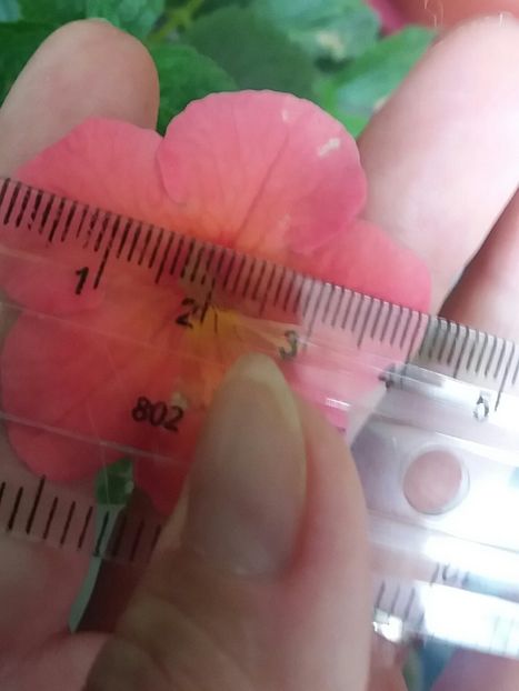 Sweet and Sour - Achi la măsurat