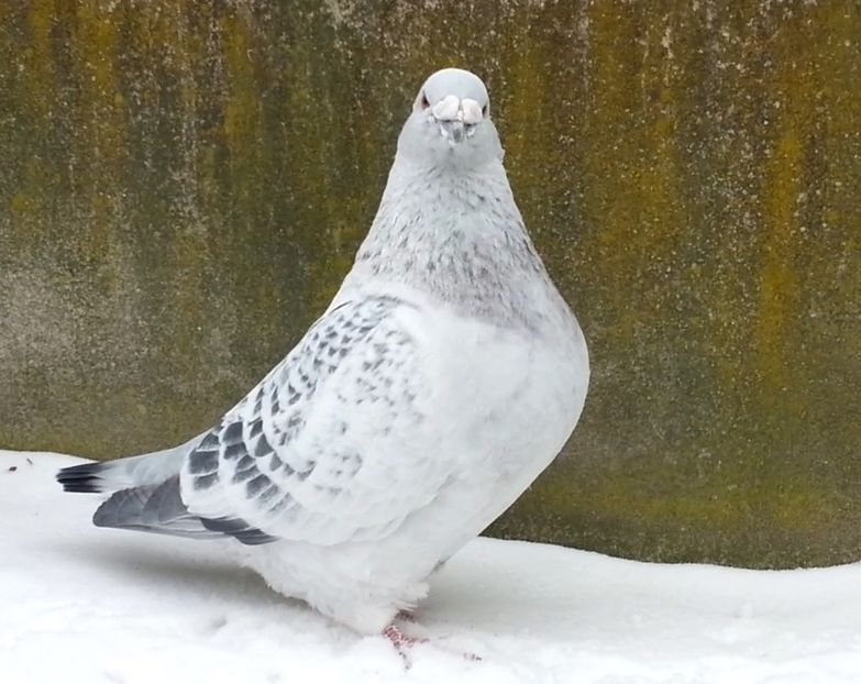 PL.19-U571 - a- SAMCE- Males