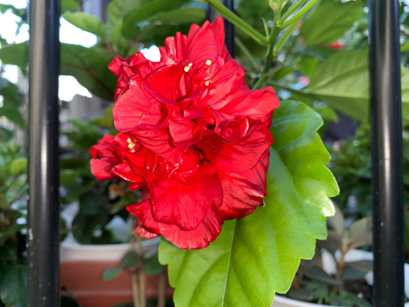  - Jurnalul gradinii 2021