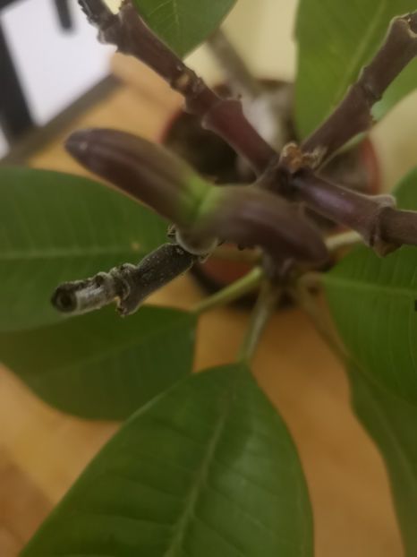 Capsula seminte plumeria elsie - Plumeria