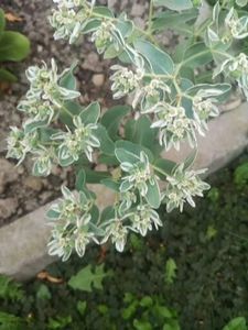 Euphorbia marginata - 2021