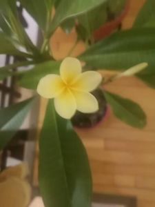  - Plumeria