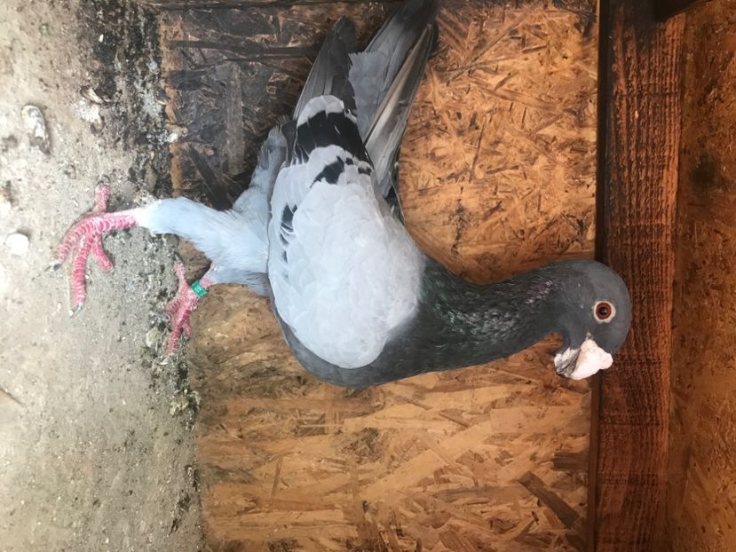 39131EB3-5FE4-417D-AD56-F2F0043CFED5 - Masculi2022