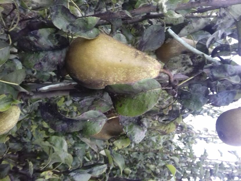 IMG-20210927-WA0000 - Belgia tati