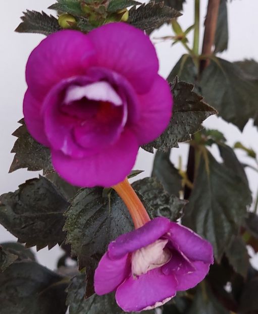  - PURPLE MYSTERY