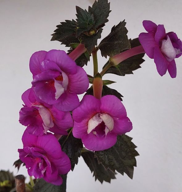  - PURPLE MYSTERY