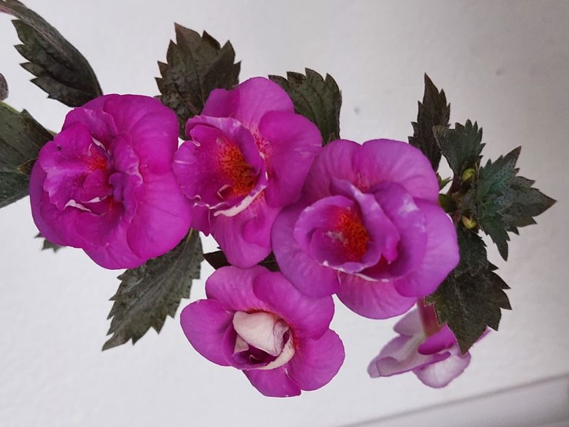 PURPLE MYSTERY - AAA RIZOMI ACHIMENES DISPONIBILI -2023