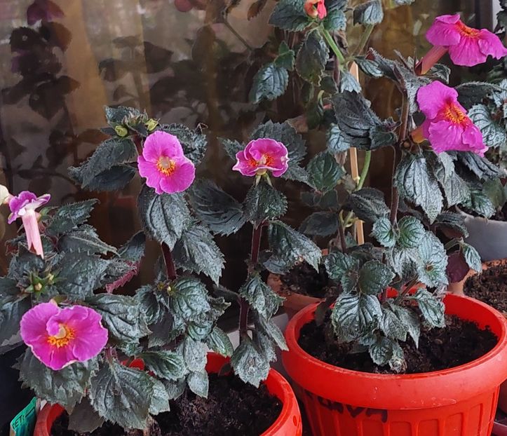 CARLA & NEDIVA - BRID-S CARLA