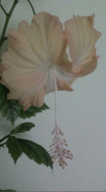 Cream Lady - HIBISCUSI - 2019_2021-2022-2023