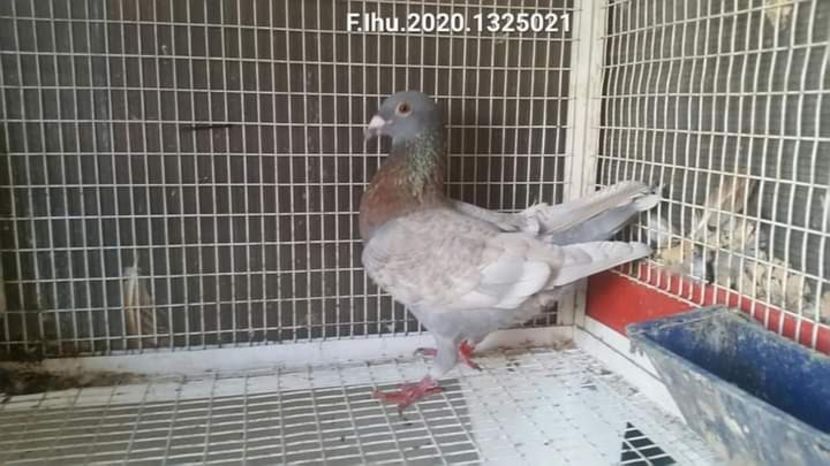  - Nu îmi aparțin 3