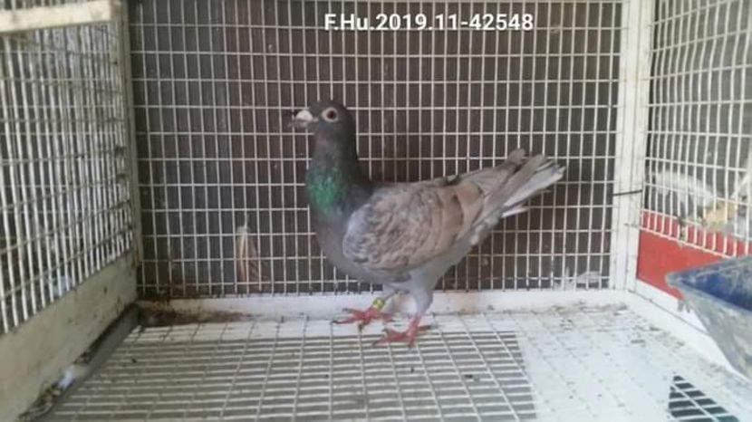  - Nu îmi aparțin 3