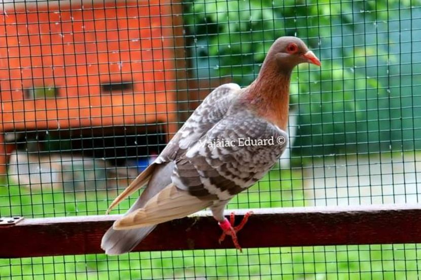  - Nu îmi aparțin 3