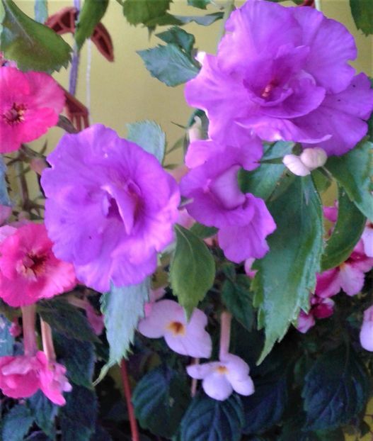  - 0000 ACHIMENES