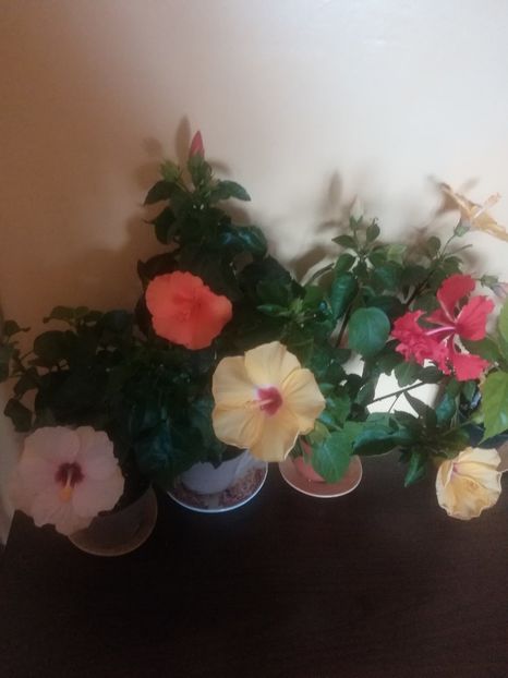  - Hibiscus 2021