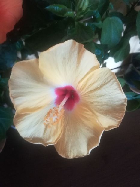 Adonicus Yelow - Hibiscus 2021