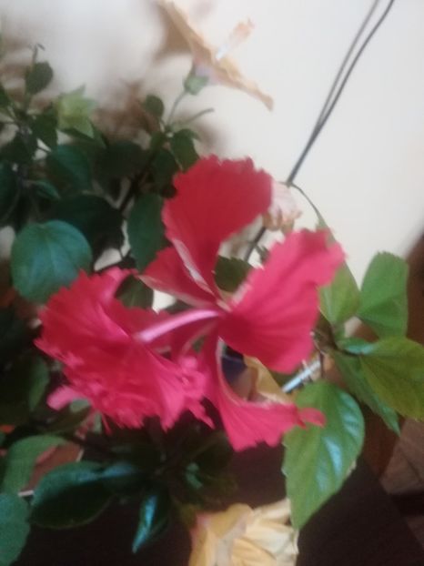 El Capitolio - Hibiscus 2021
