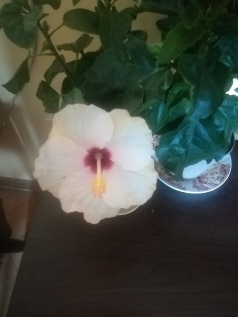 Veneția White - Hibiscus 2021