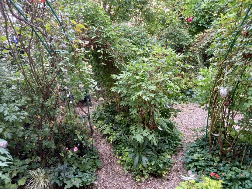 29.09.2021 - Grădina 2021 continuare 2