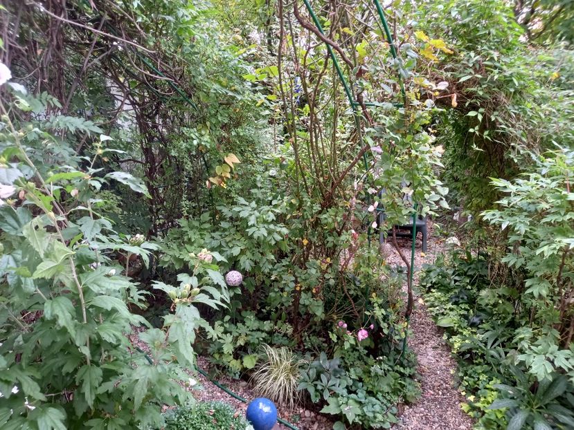  - Grădina 2021 continuare 2