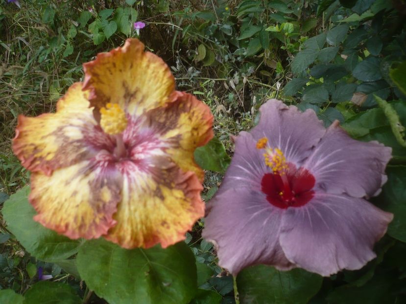 29.09.2021 - DPs Blue Metal