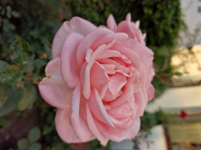 Aphrodita - 2021 trandafiri