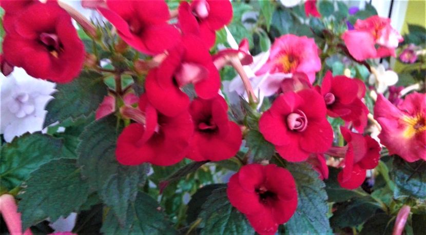  - 0000 ACHIMENES