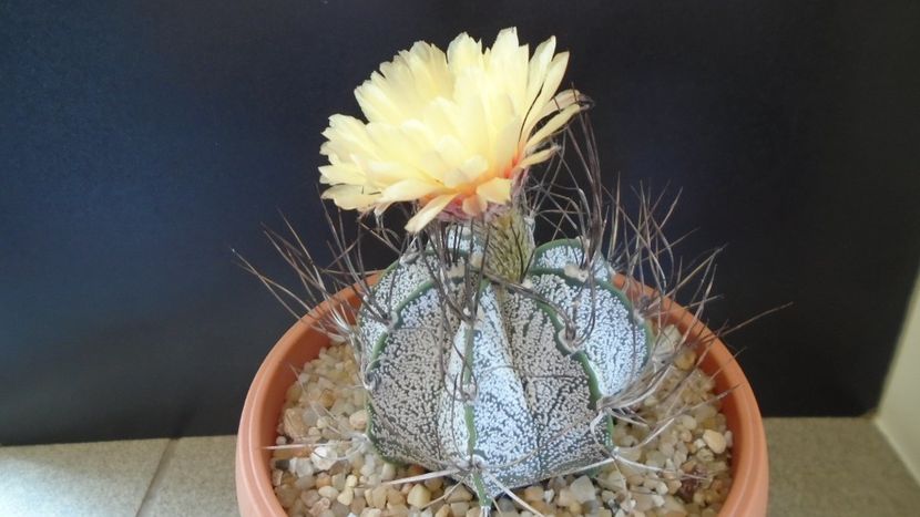Astrophytum capricorne - Cactusi 2021 bis