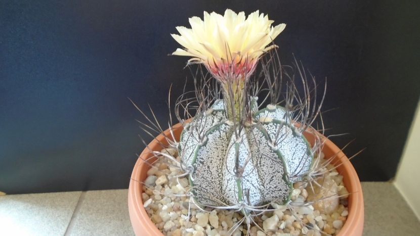 Astrophytum capricorne - Cactusi 2021 bis