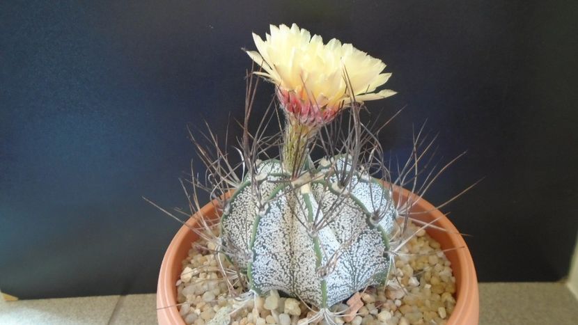 Astrophytum capricorne - Cactusi 2021 bis
