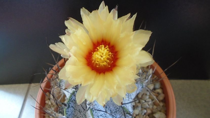 Astrophytum capricorne - Cactusi 2021 bis