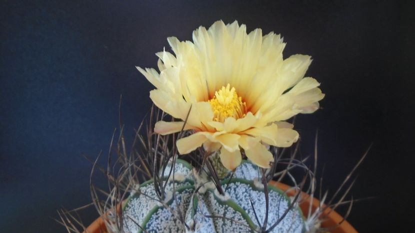 Astrophytum capricorne - Cactusi 2021 bis