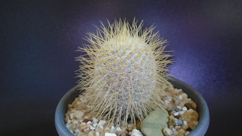 Mammillaria dixanthocentron - Cactusi 2021 bis