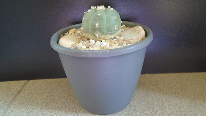 Lophophora williamsii v. jourdaniana - Cactusi 2021 bis