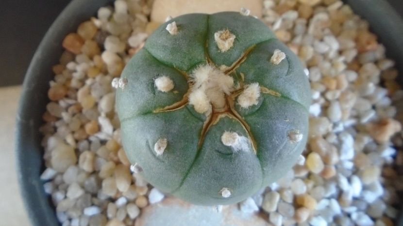 Lophophora williamsii v. jourdaniana - Cactusi 2021 bis