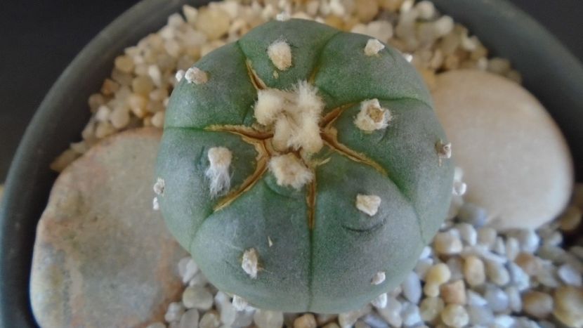 Lophophora williamsii v. jourdaniana - Cactusi 2021 bis