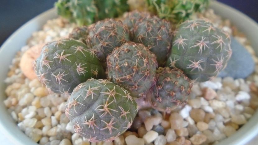 Puna (Maihueniopsis) bonnieae - Cactusi 2021 bis