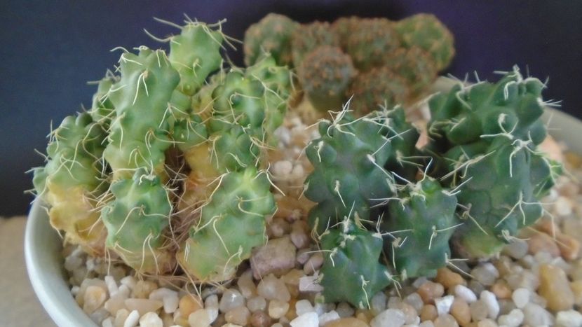 Puna (Maihueniopsis) subterranea f. incahuasi (2 ex. diferite) - Cactusi 2021 bis