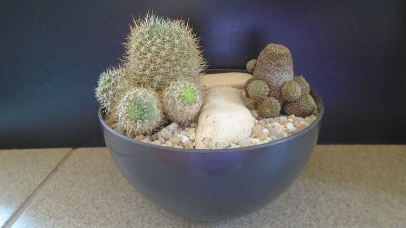 Grup de 2 Aylostera - Cactusi 2021 bis