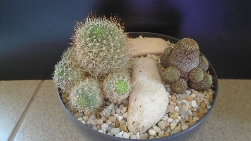Grup de 2 Aylostera - Cactusi 2021 bis
