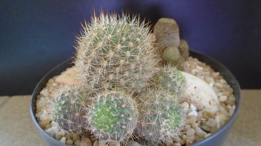 Aylostera (Rebutia) fiebrigii - Cactusi 2021 bis