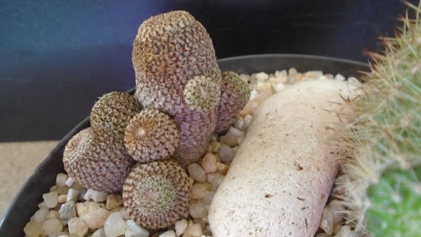 Aylostera (Rebutia) heliosa - Cactusi 2021 bis