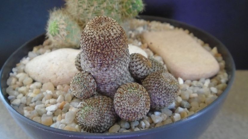 Aylostera (Rebutia) heliosa - Cactusi 2021 bis